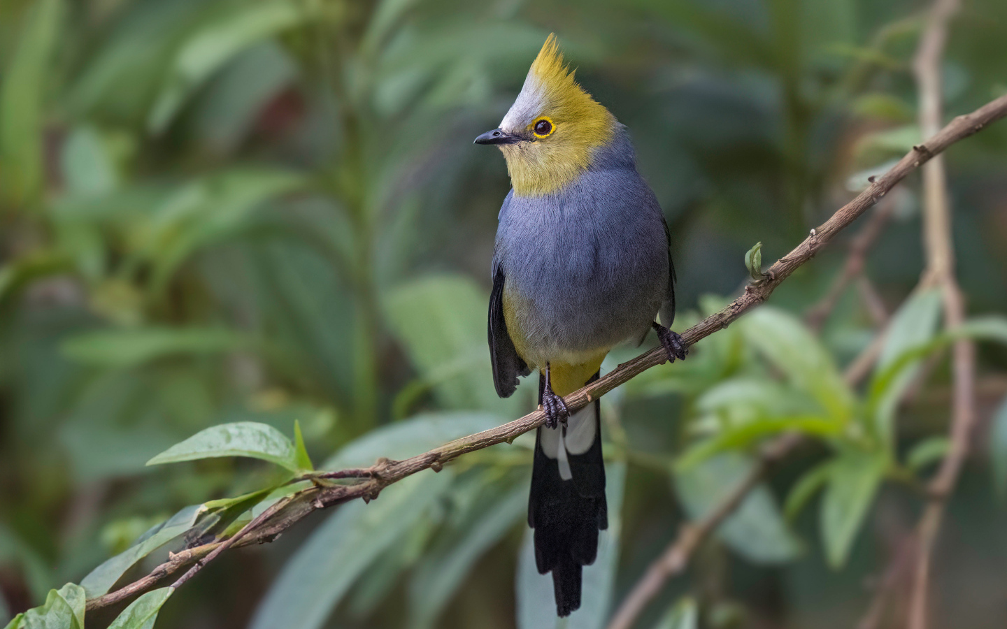 Длиннохвостый шёлковый свиристель сидит на ветке