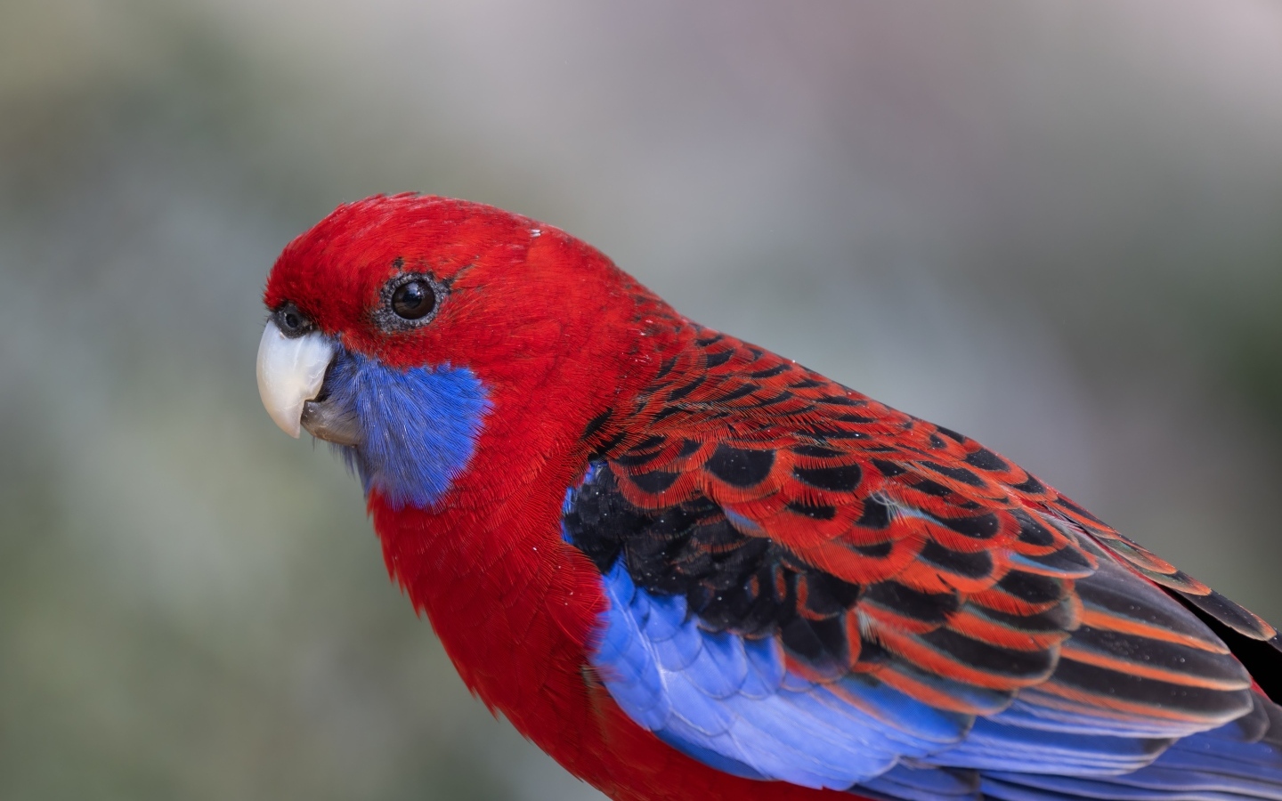 Разноцветный попугай розелла