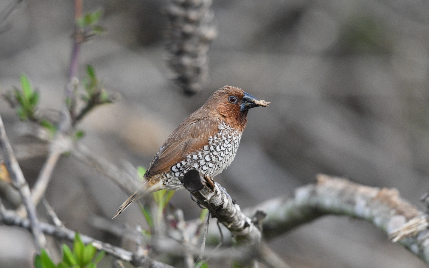 Птица чешуйчатая муниа сидит на ветке