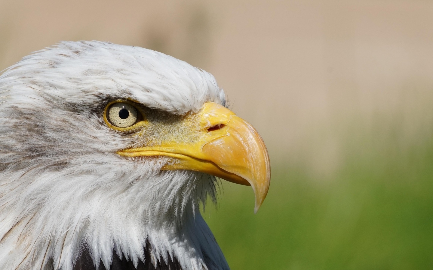 Грозный орел с острым клювом