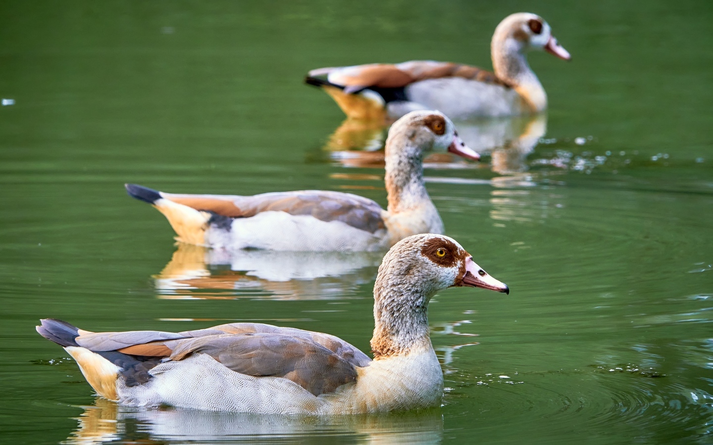 Три утки плавают в пруду