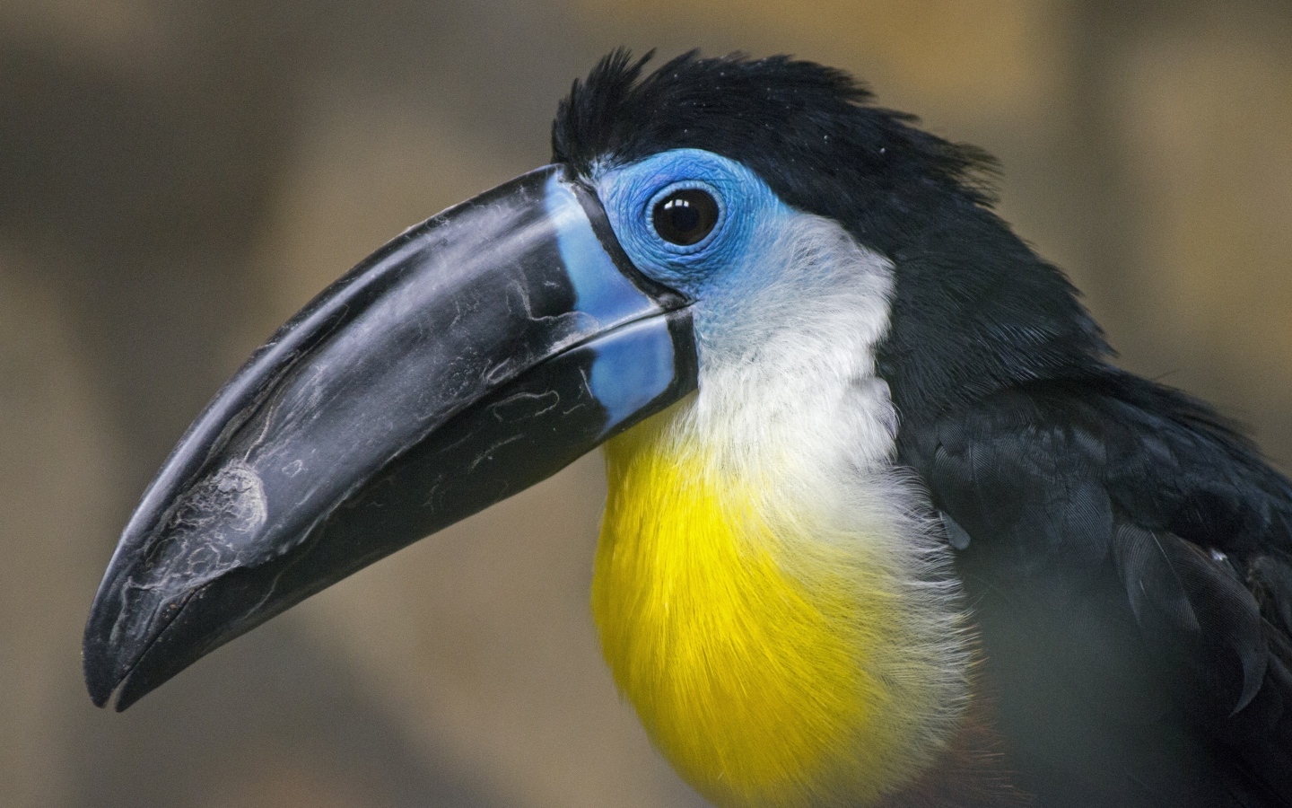 Птица тукан с большим черным клювом