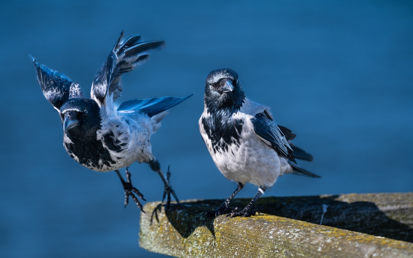 Две вороны готовятся взлететь