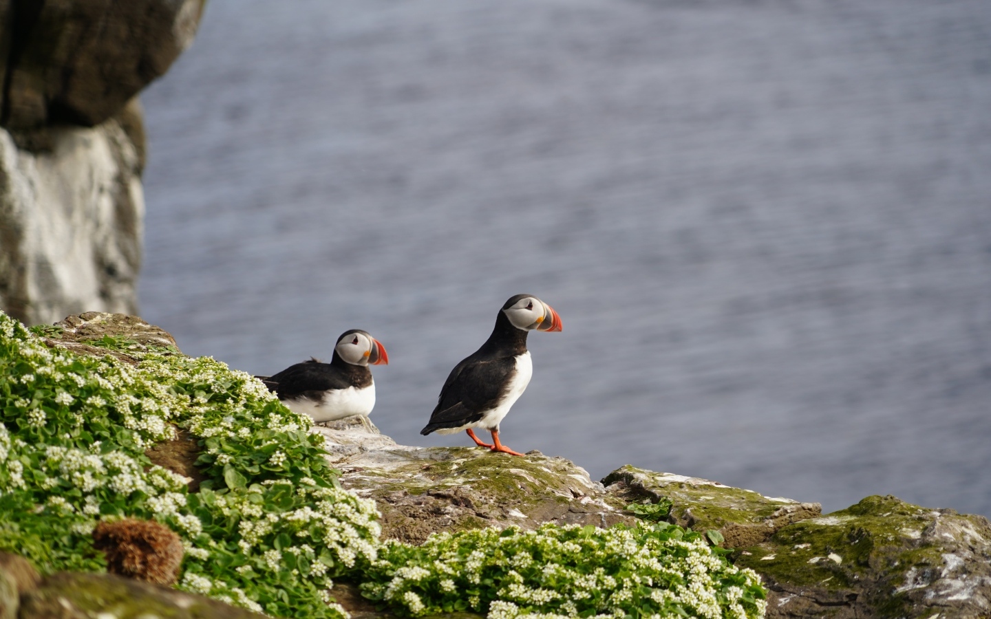 Два тупика стоят на скале у моря