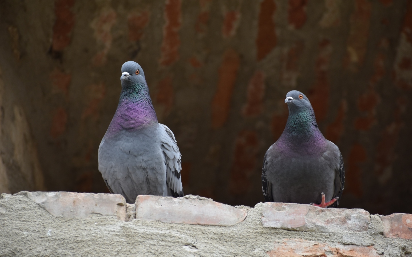 Два серых голубя под крышей
