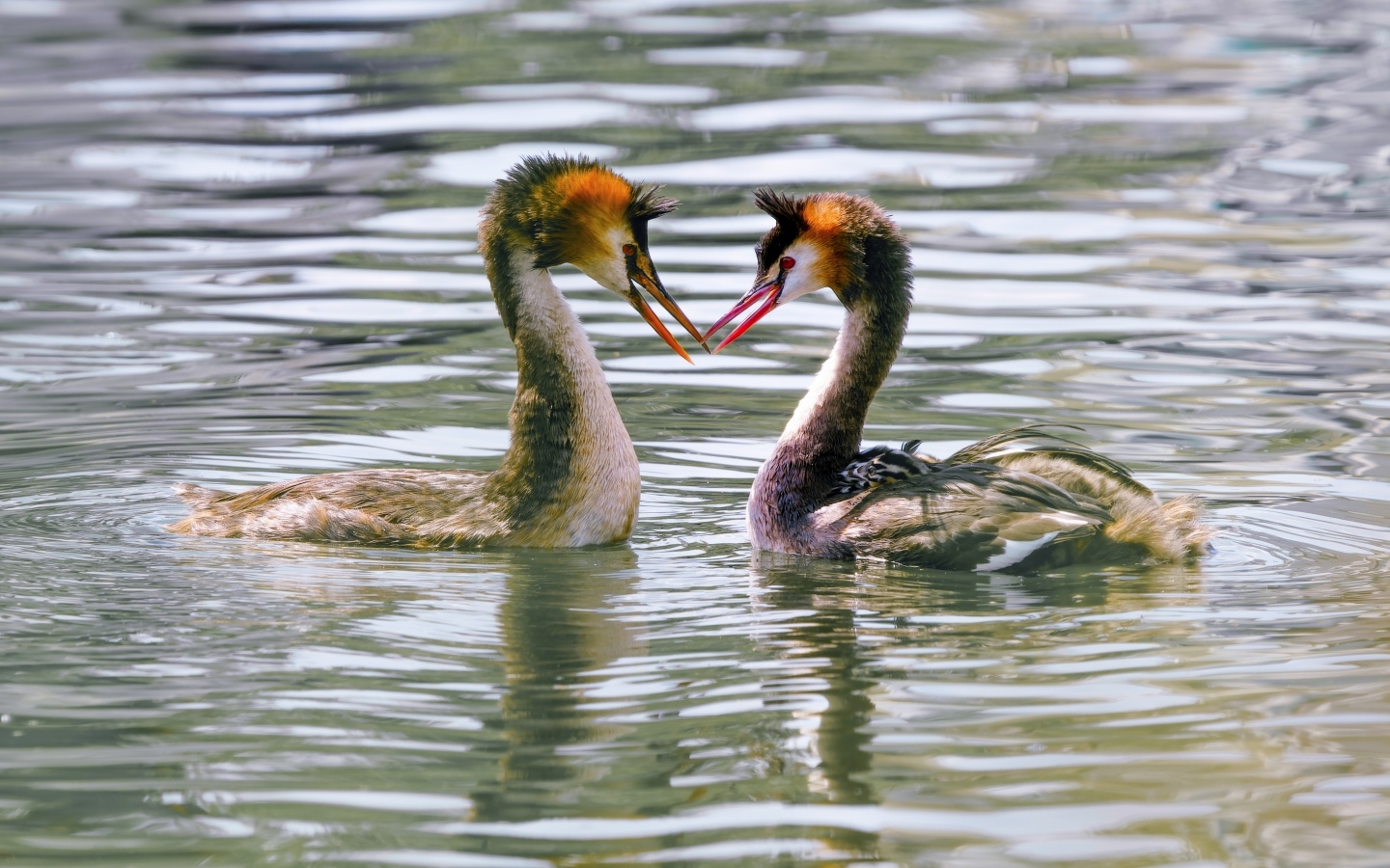 Две птицы поганки в воде