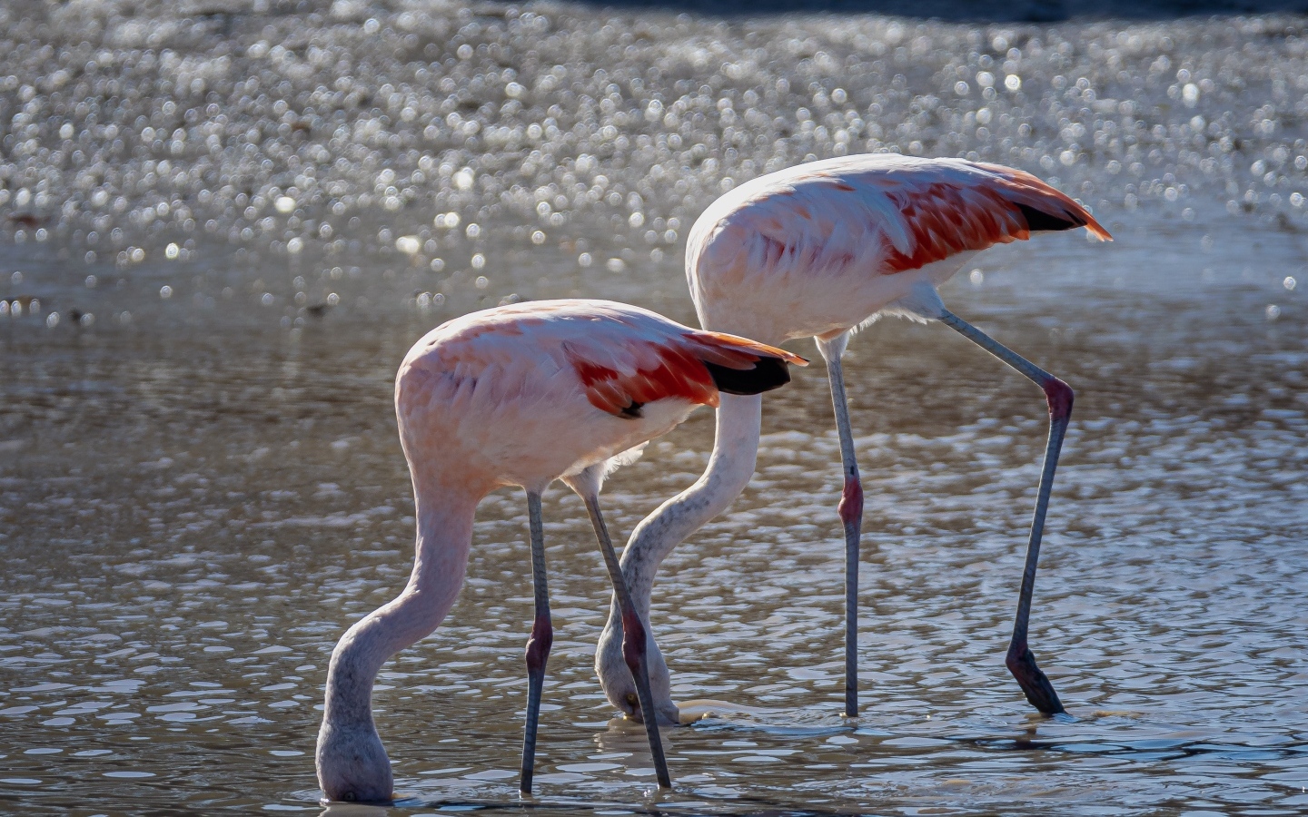 Два розовых фламинго в воде