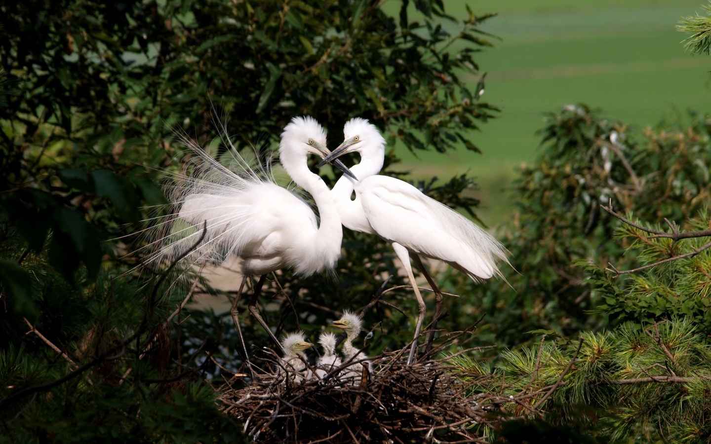 Две белые цапли с птенцами в гнезде