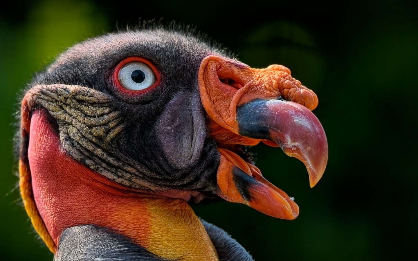 Голова грифа крупным планом