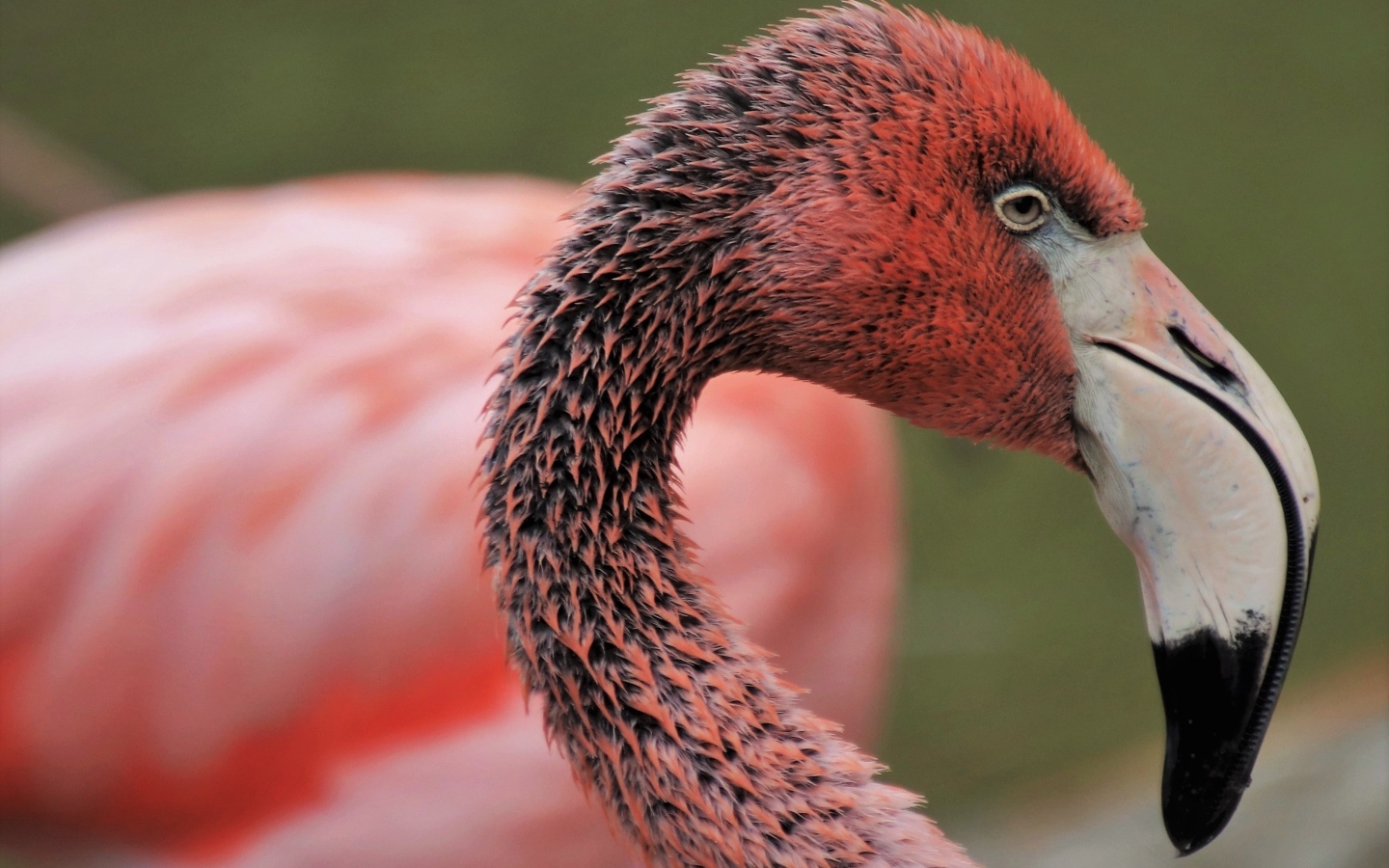 Мокрый розовый фламинго с большим клювом