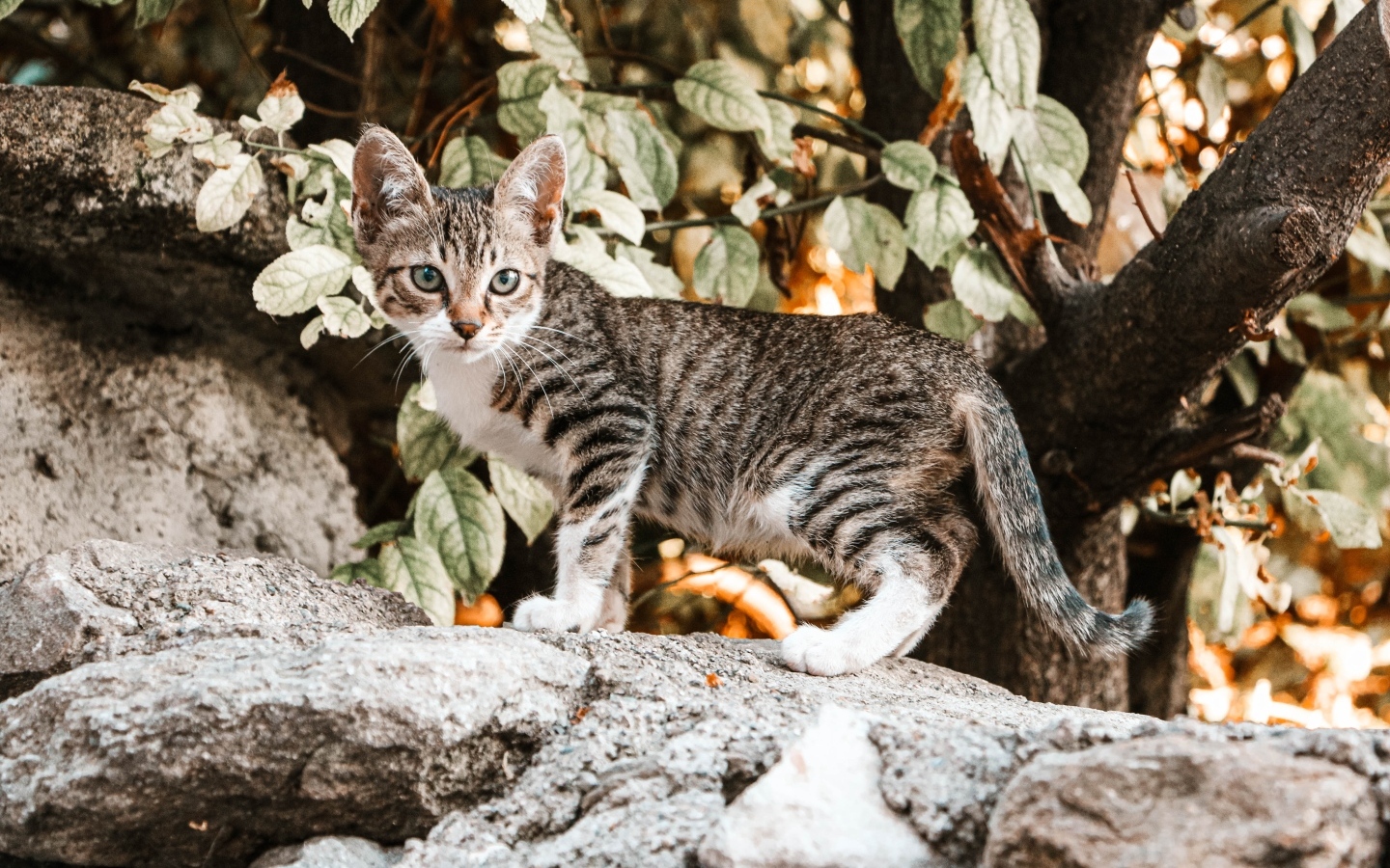 Маленький серый котенок стоит на камне
