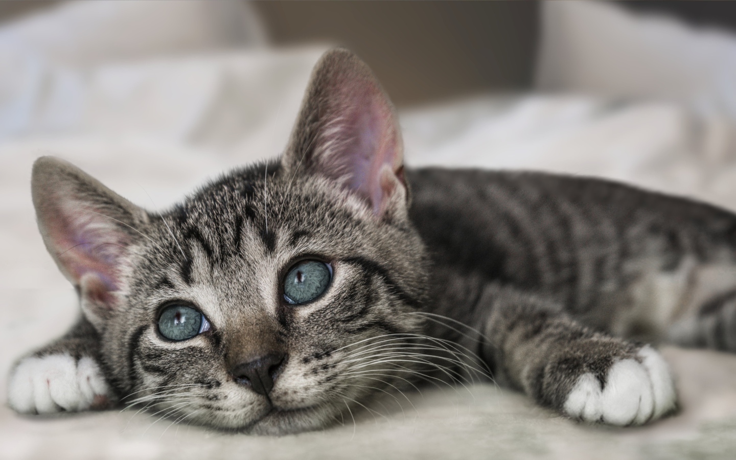 Красивый серый котенок лежит на кровати