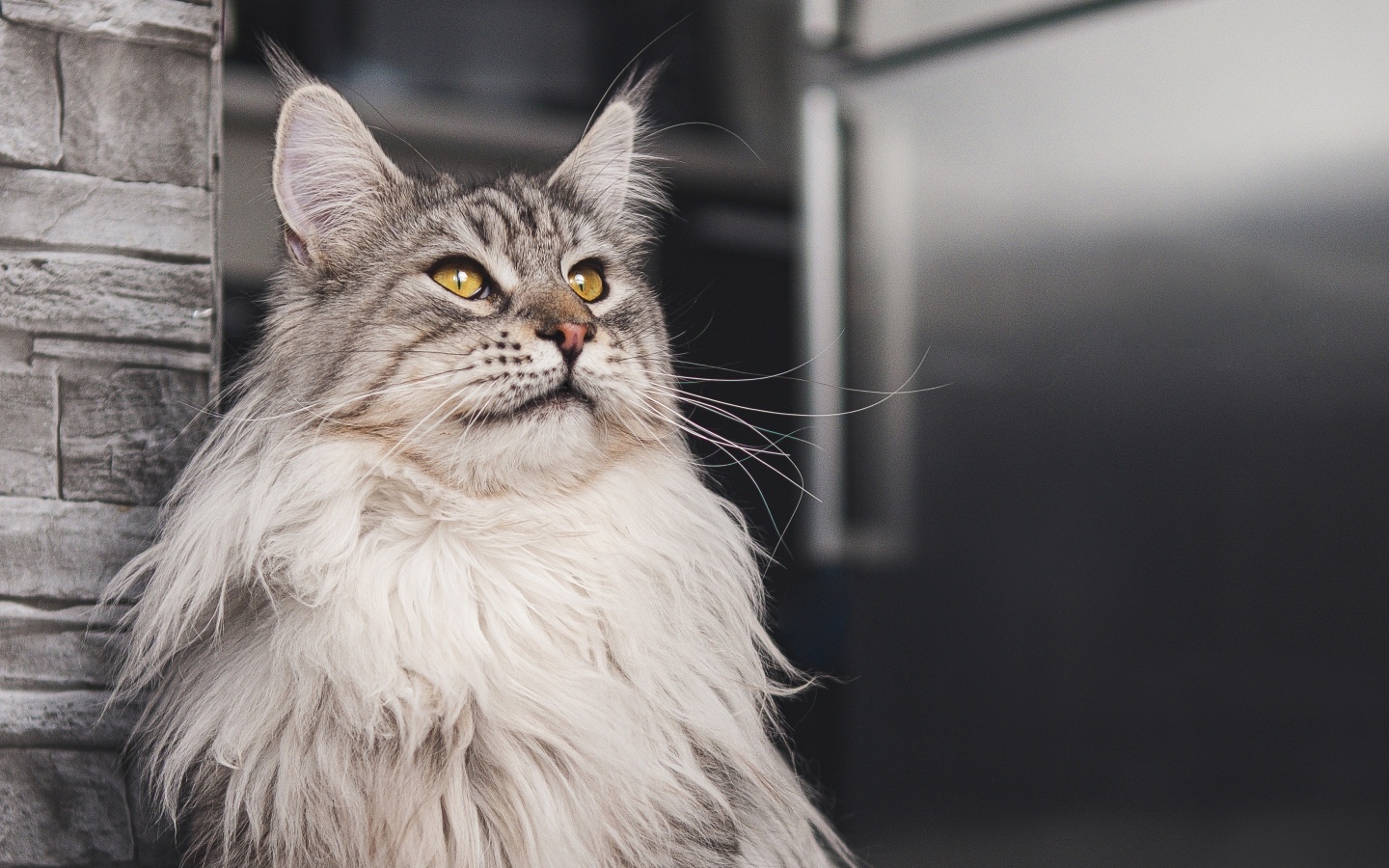 Большой красивый серый мейнкун 