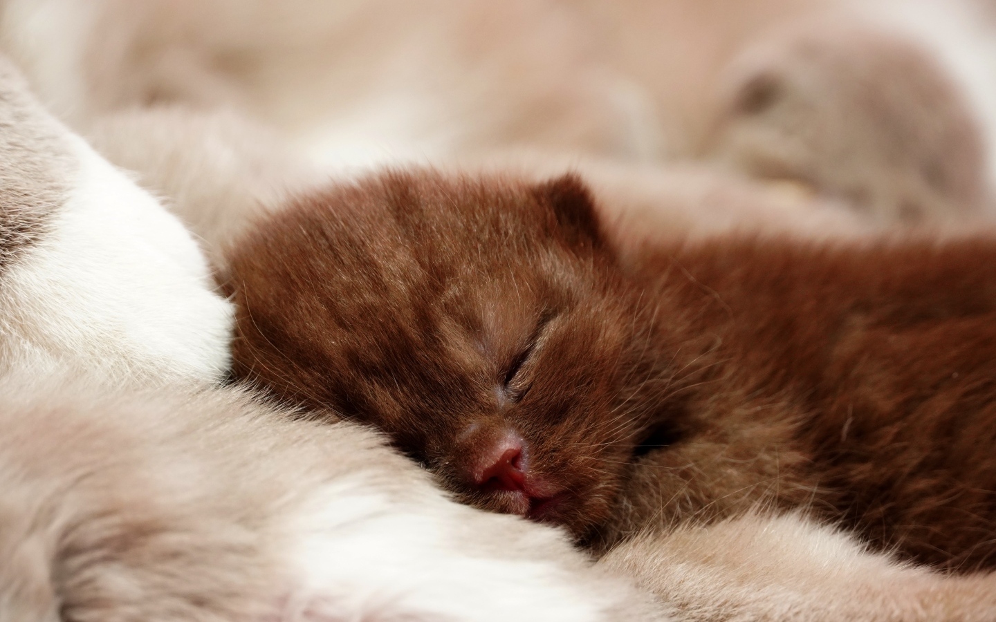 Милый спящий коричневый котенок
