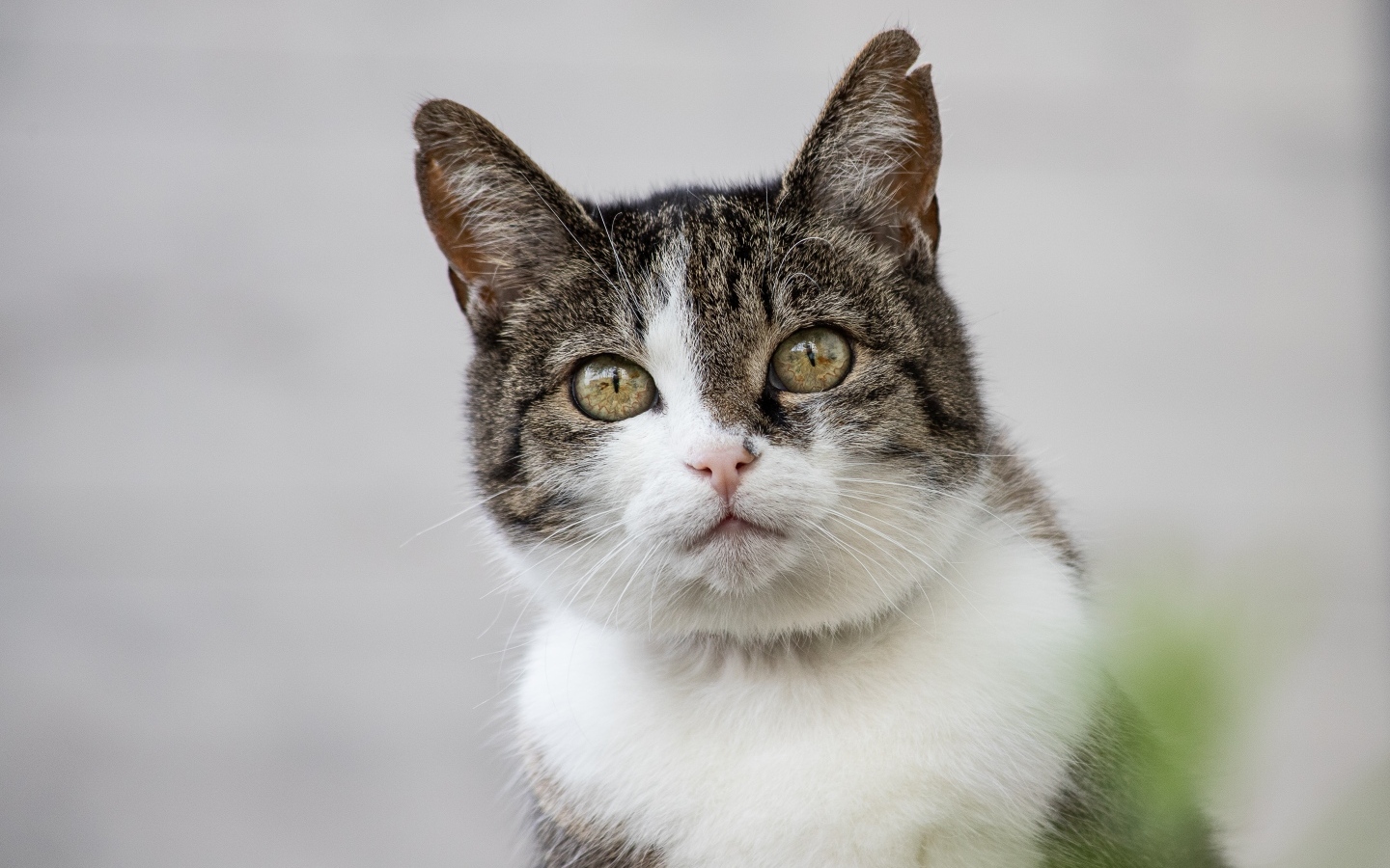Серый кот с зелеными глазами и белой грудкой