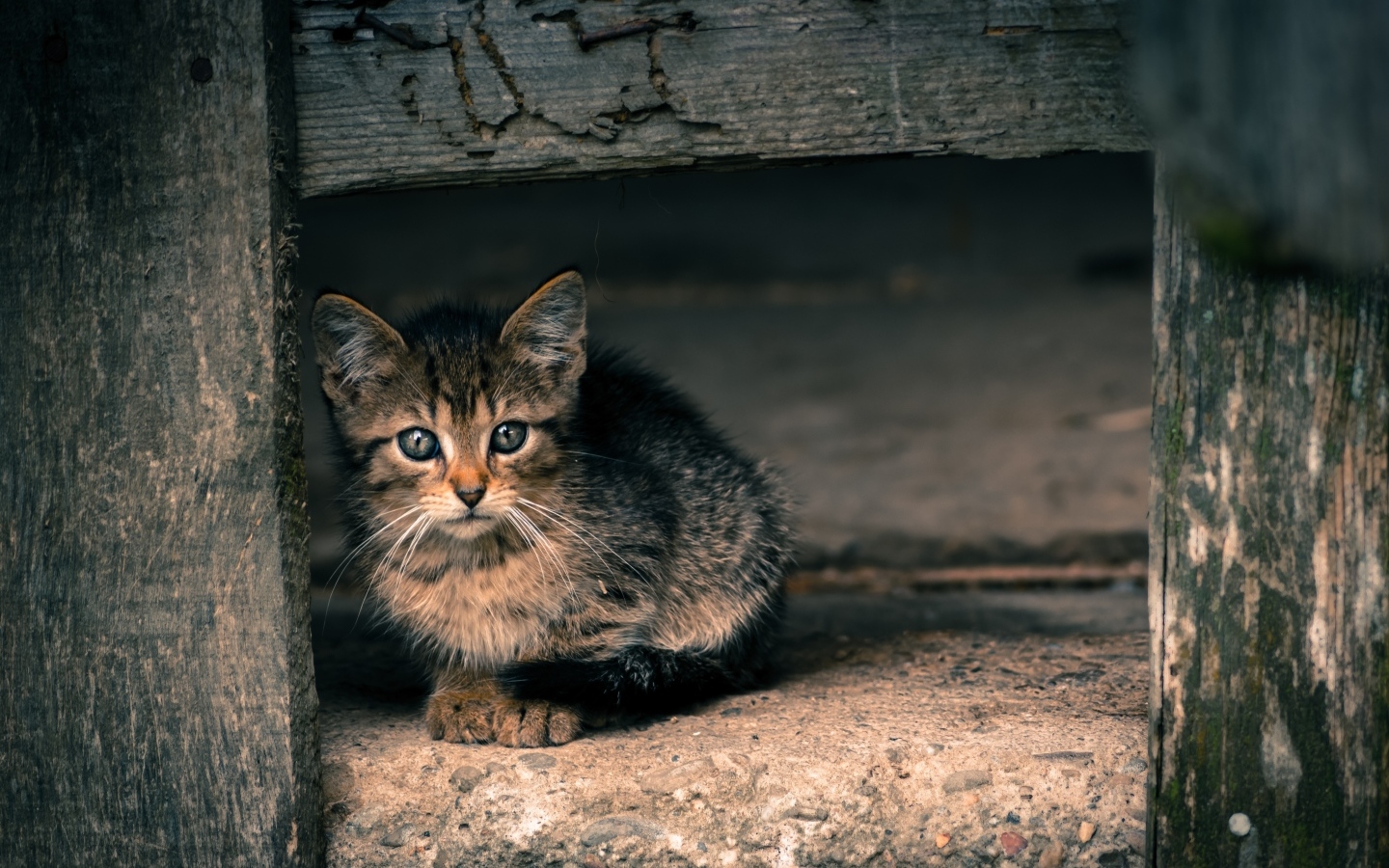 Маленький серый котенок в деревянной будке