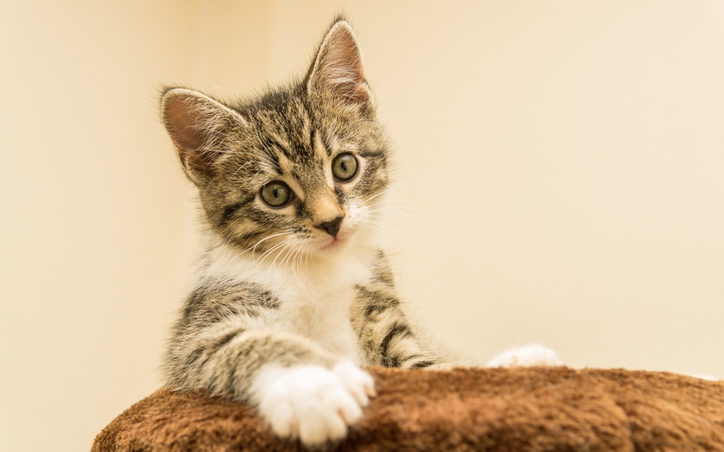 Маленький котенок лежит на подушке