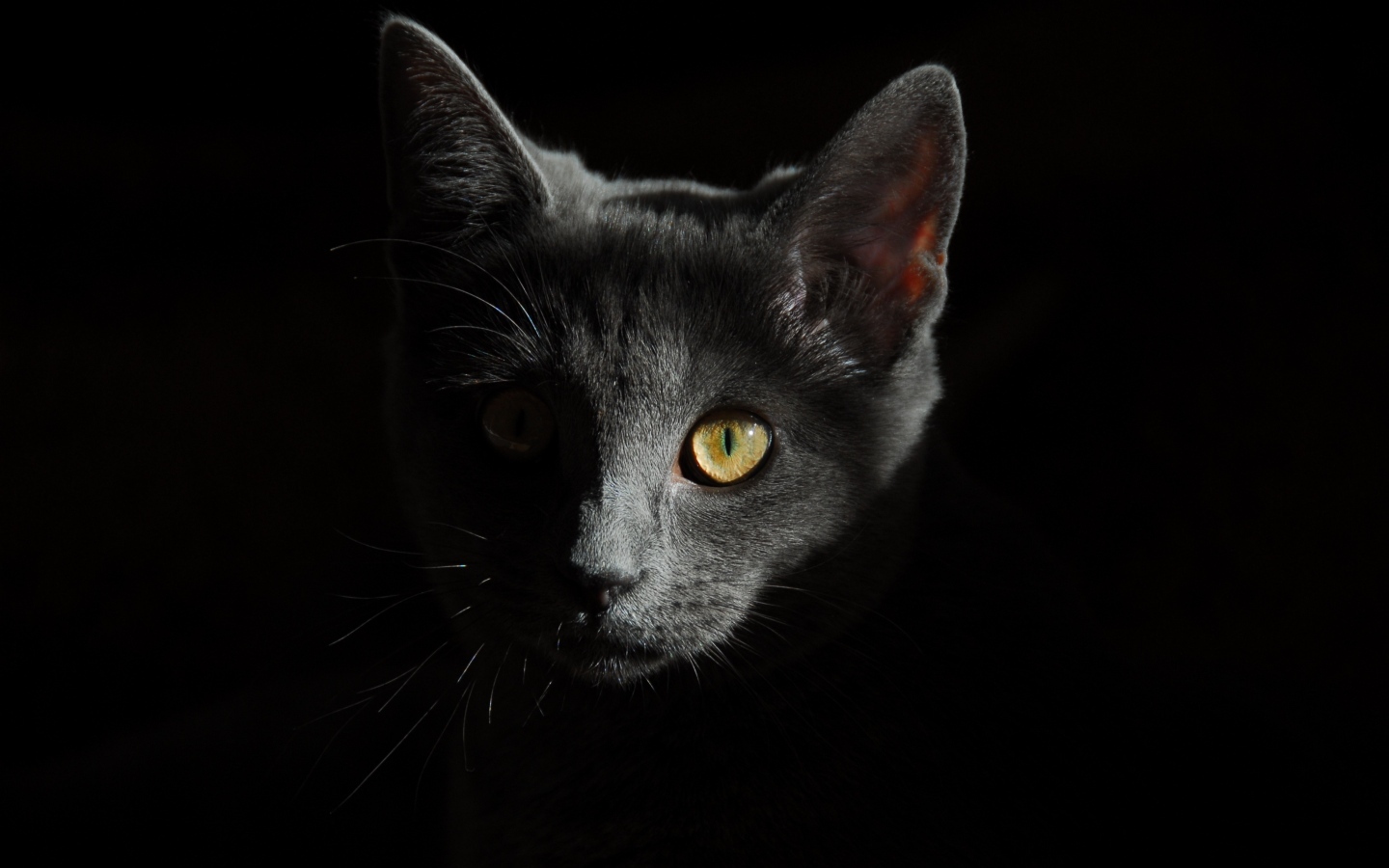 Морда серого котенка на черном фоне крупным планом