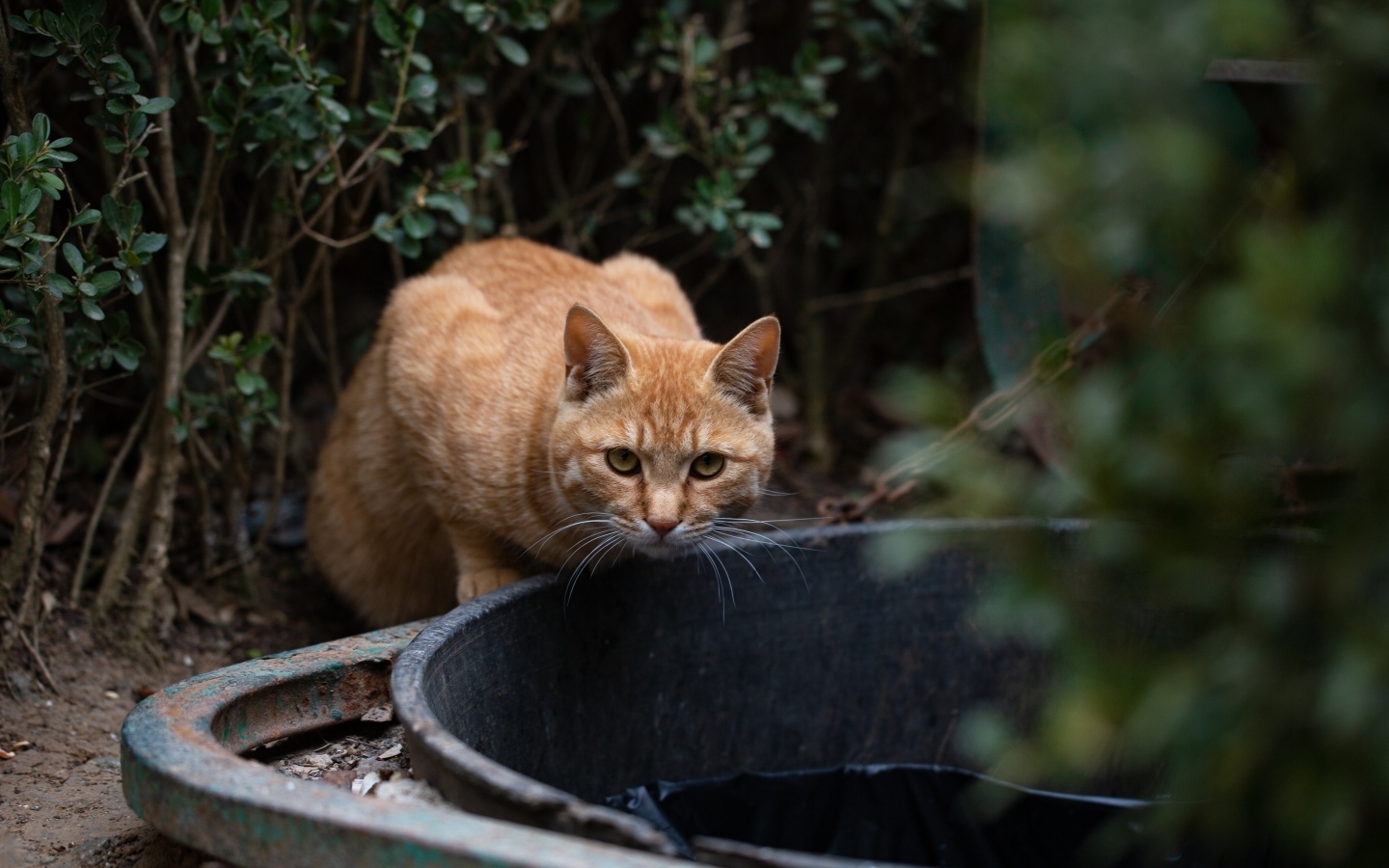 Рыжий кот пьет воду 