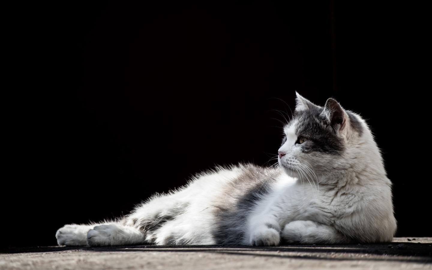 Белый с серыми пятнами кот на черном фоне