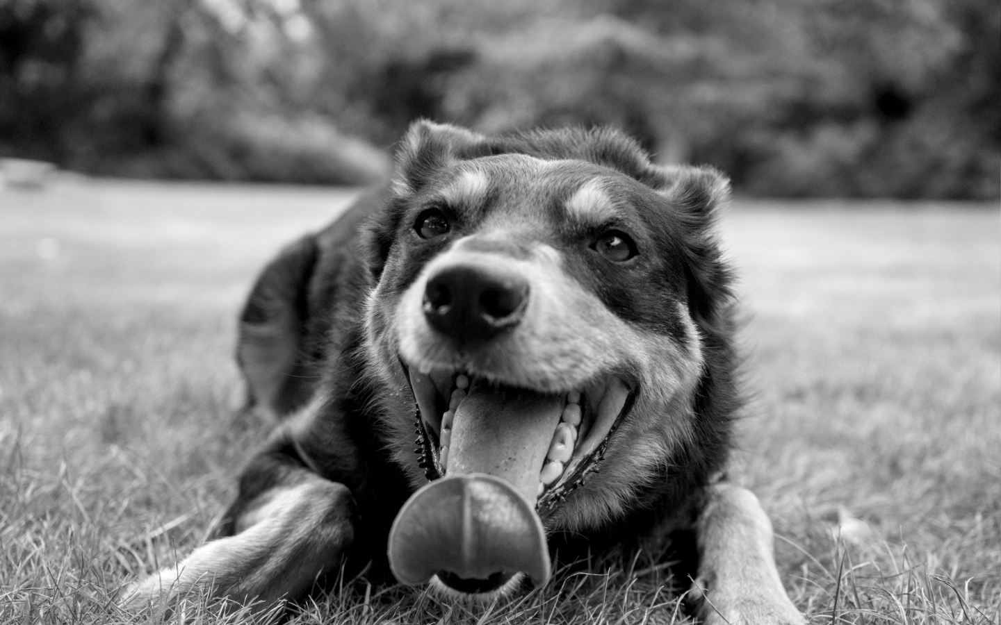 Австралийский келпи с высунутым языком на траве