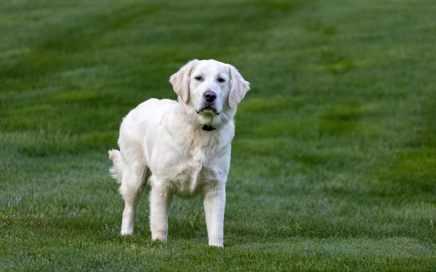 Большой золотистый ретривер на зеленой траве