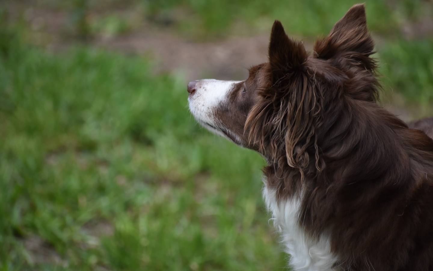 Бордер колли с грустным взглядом