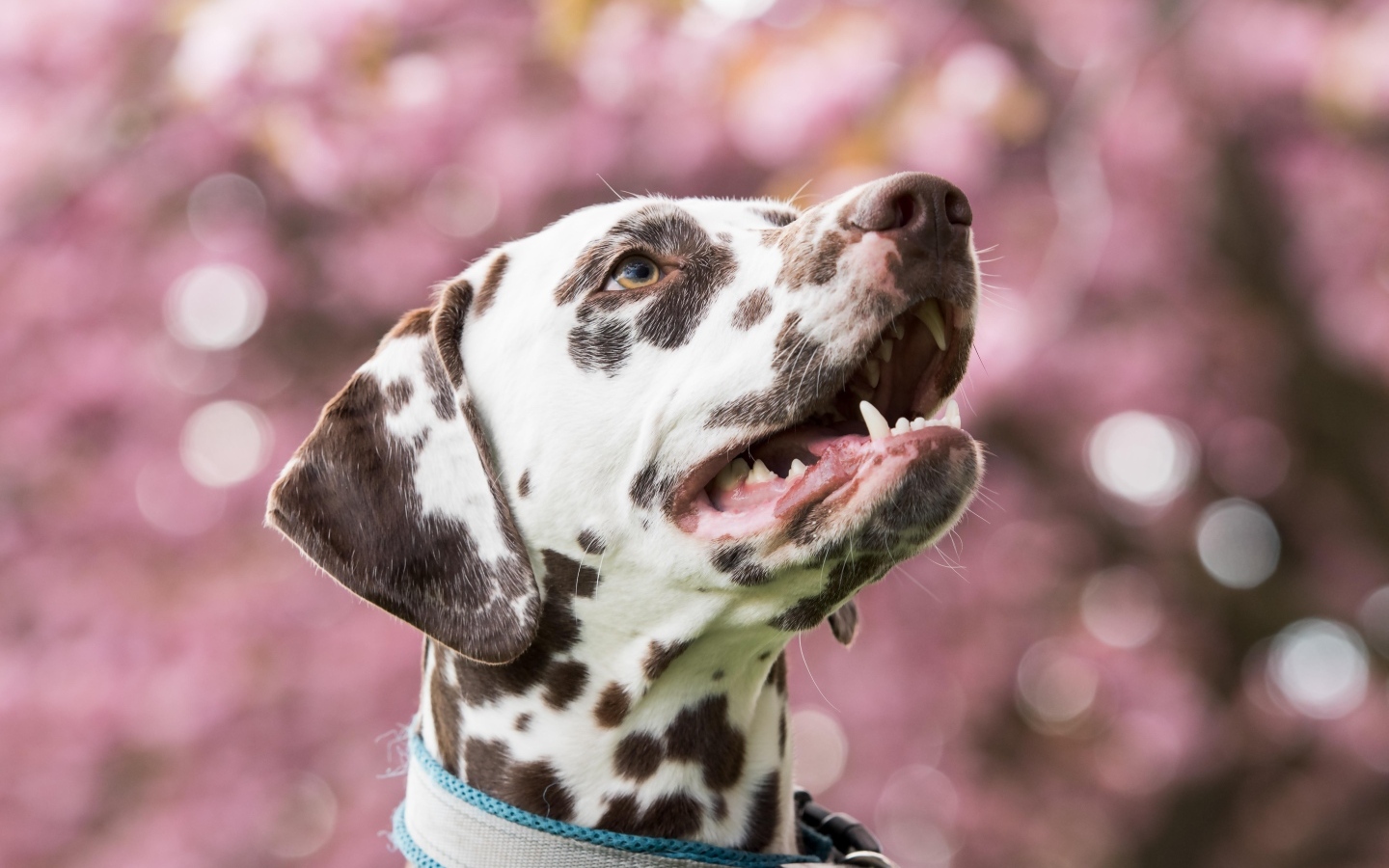 Морда далматина с открытым ртом