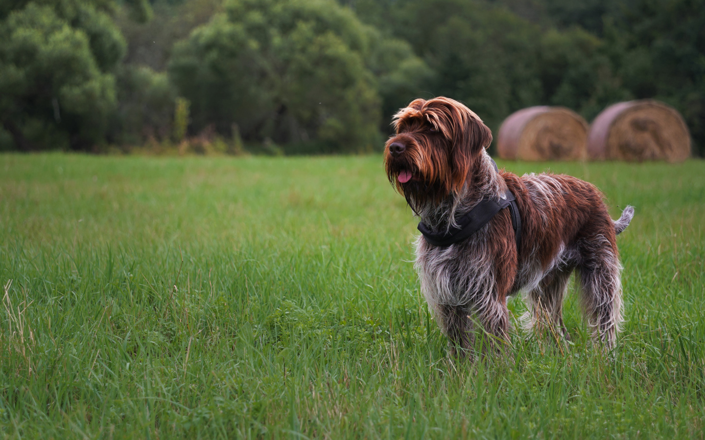 Dog breed Griffon Kortalsa stands in the grass