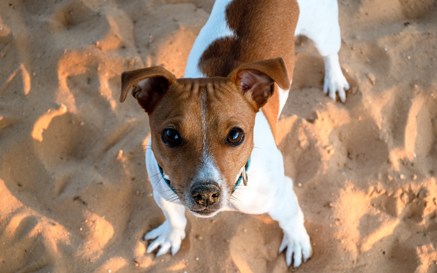 Пес породы джек рассел терьер стоит на песке 