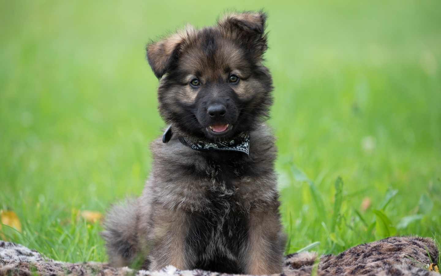 Маленький щенок немецкой овчарки сидит на траве