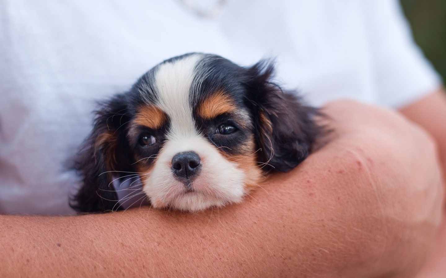 Маленький кинг чарльз спаниель на руках