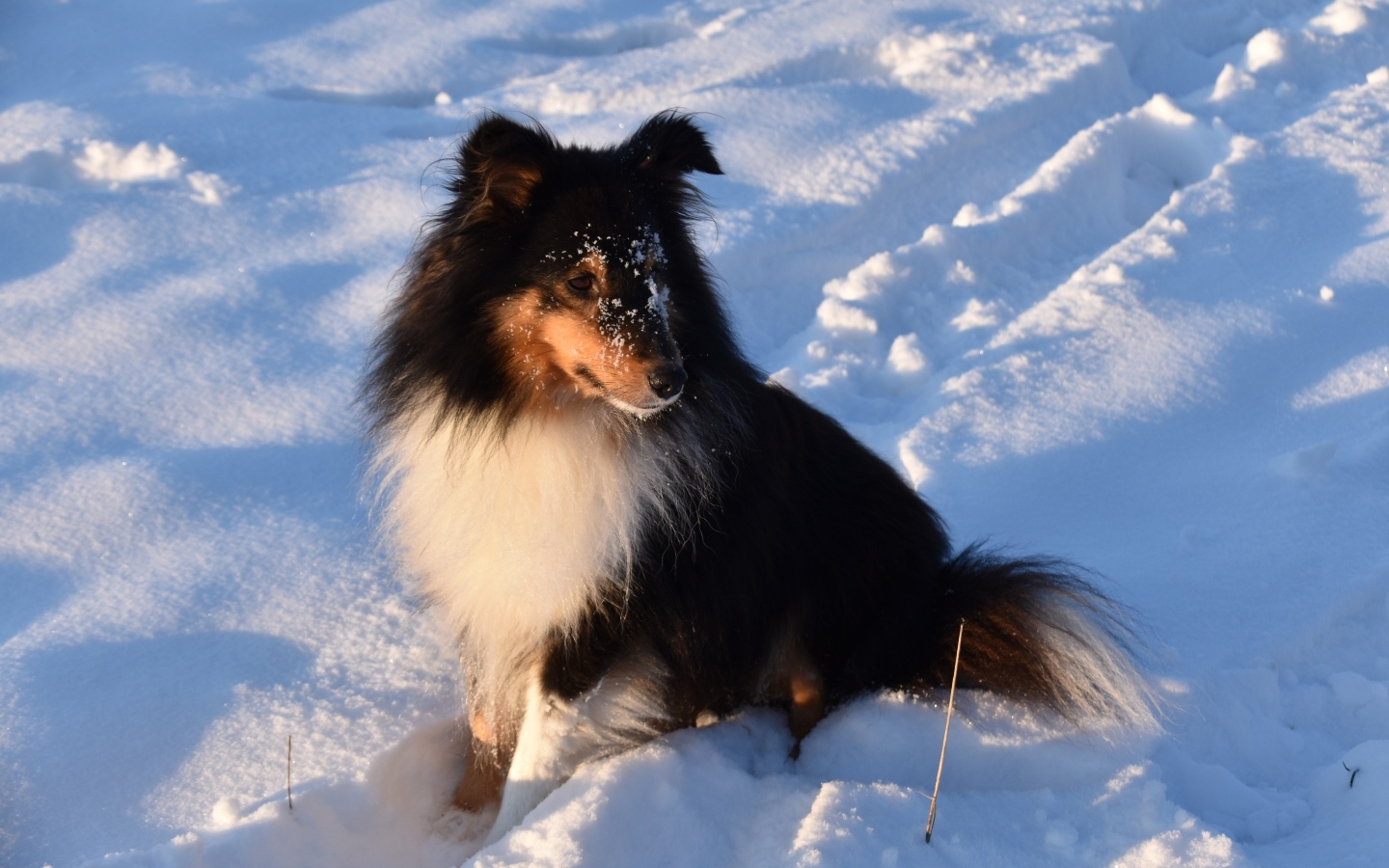Собака породы шелти сидит на снегу