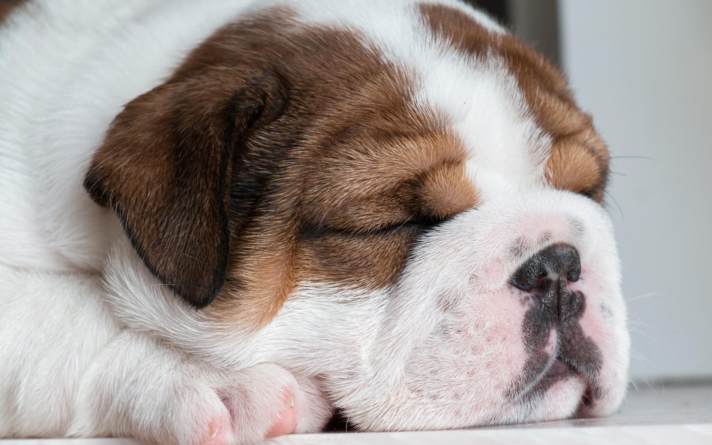 Спящий щенок английского бульдога