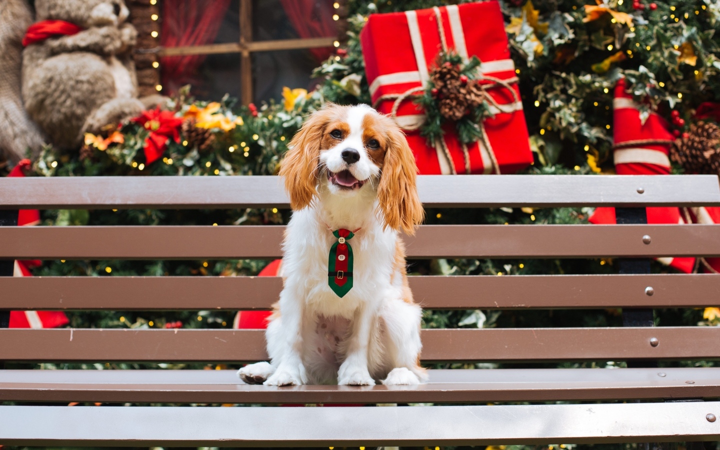 Улыбающийся чарльз кинг спаниель сидит на лавке