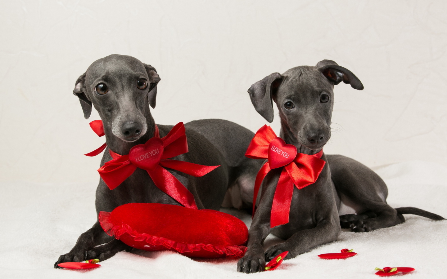 Две собаки итальянская борзая на белом фоне