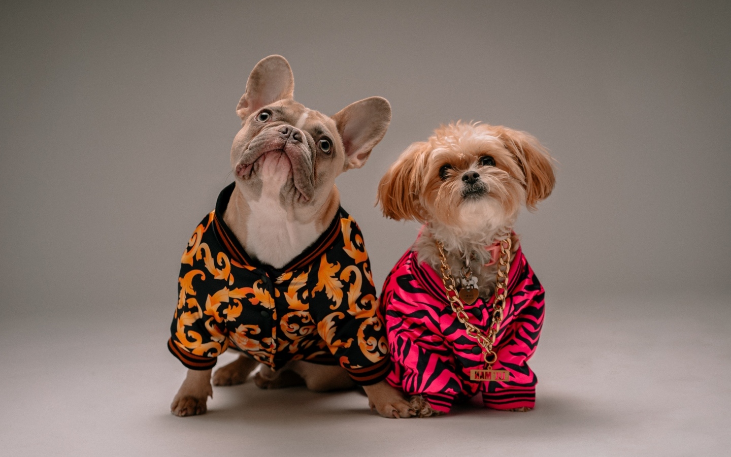 Две породистые собаки в костюмах на сером фоне