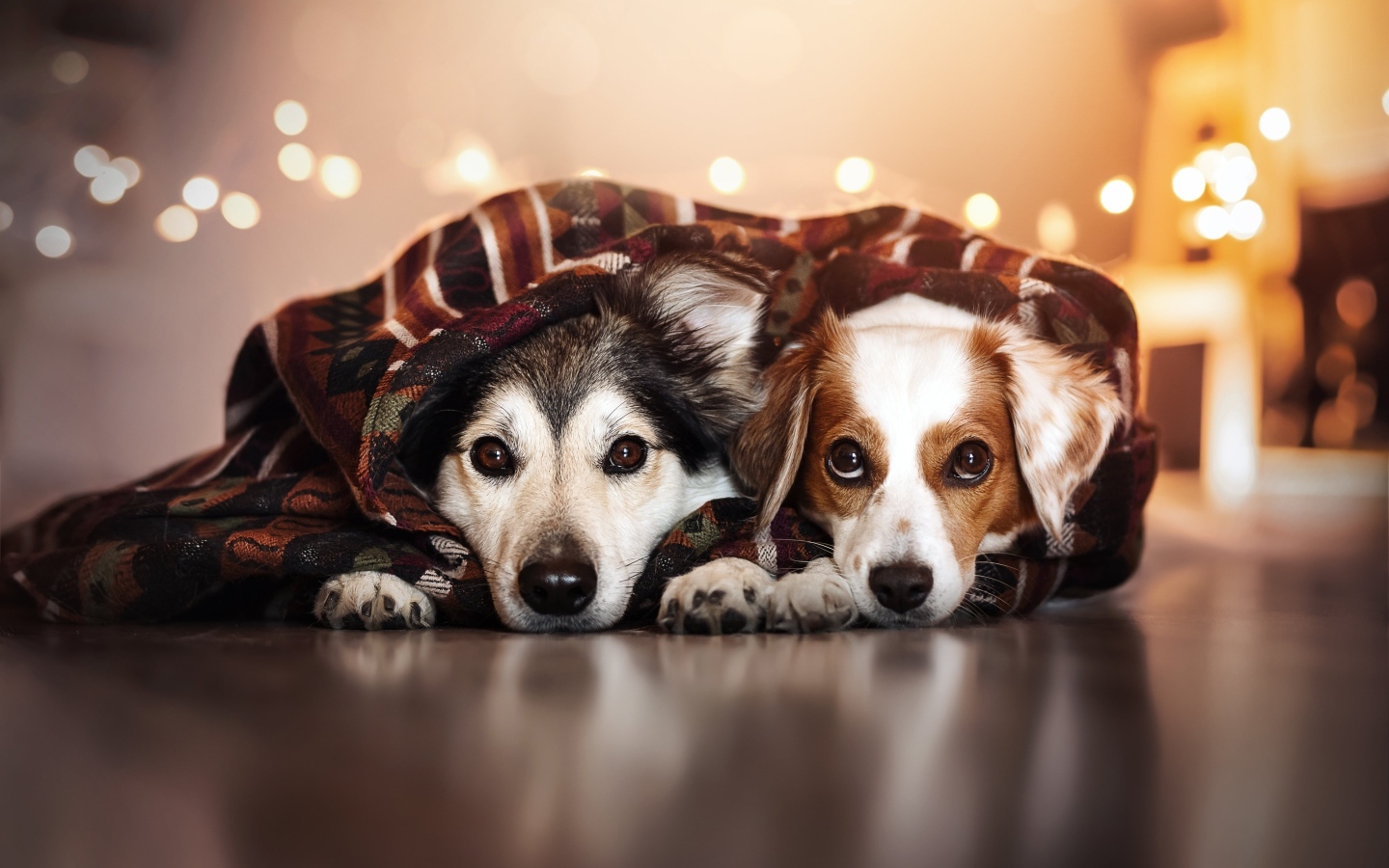 Два породистых пса лежат под одеялом