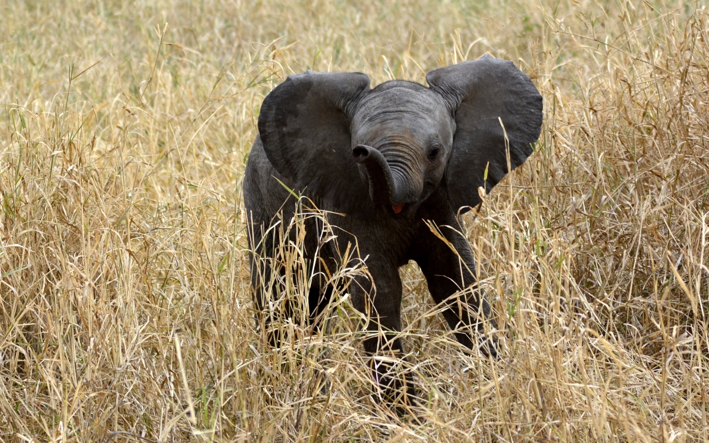 Маленький слоненок в траве 