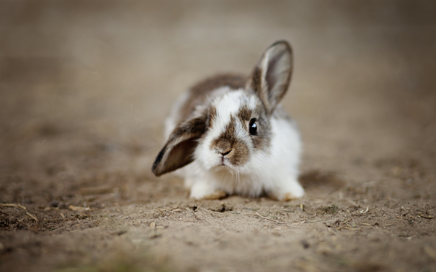Cute little domestic rabbit on the sand
