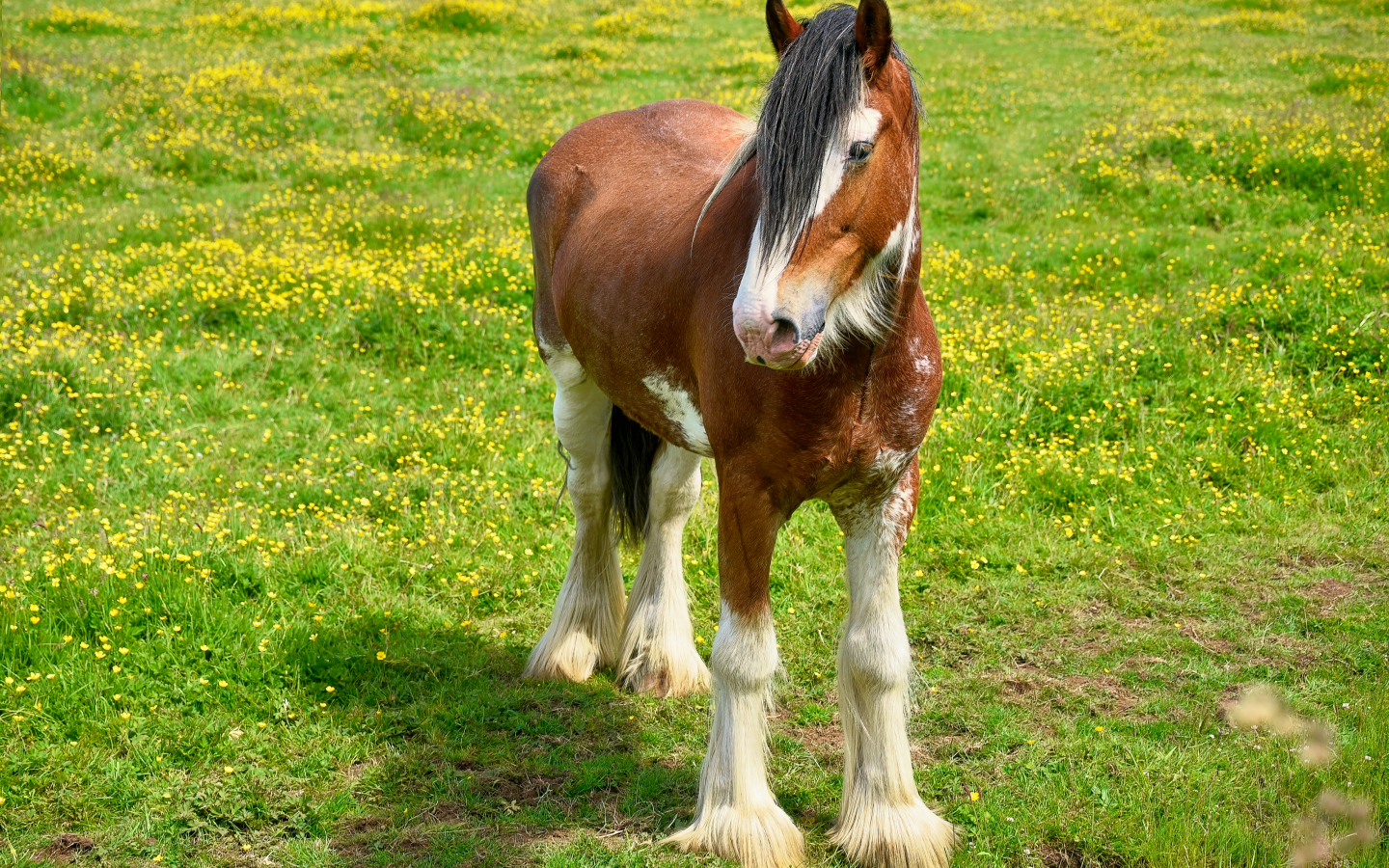 Красивая коричневая лошадь на зеленой траве