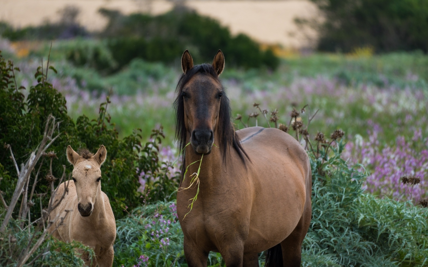 Коричневая лошадь с жеребенком на пастбище