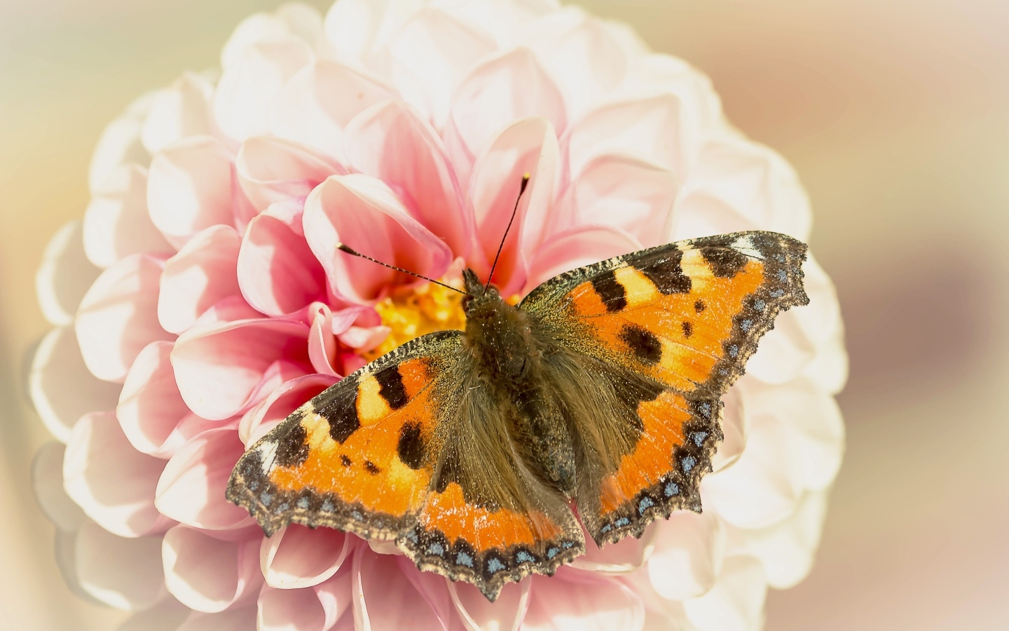 Красивая бабочка сидит на розовом цветке георгины