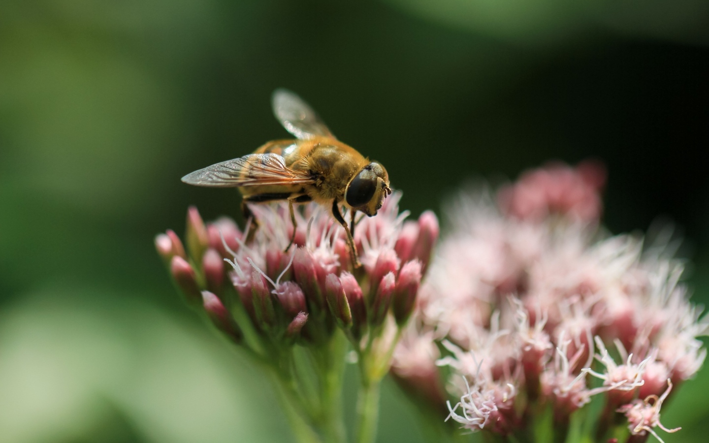 Пчела сидит на розовом цветке на зеленом фоне