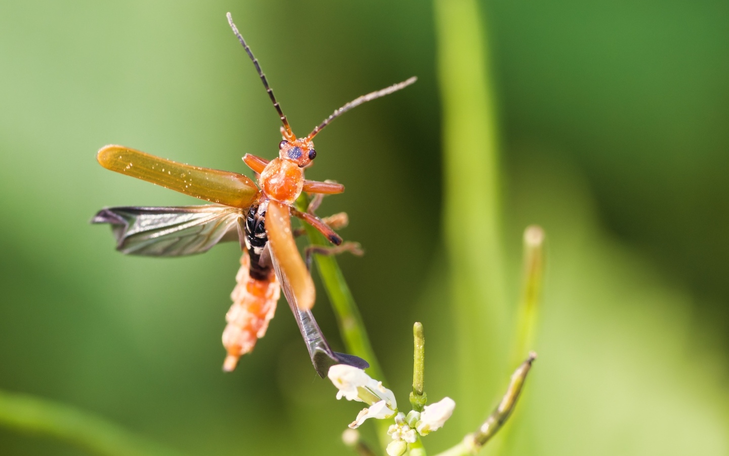 Жук взлетает с растения