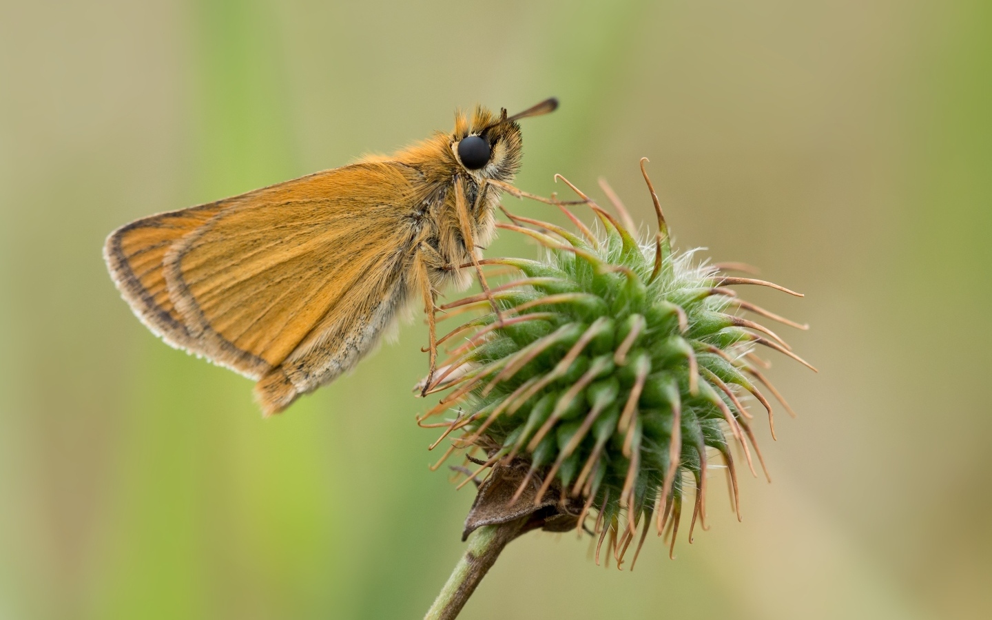 Бабочка сидит на колючем растении