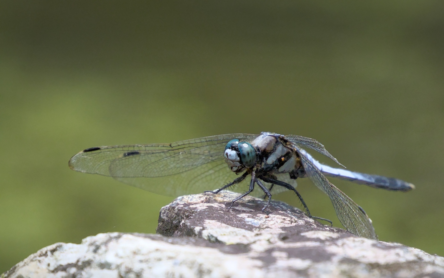 Стрекоза с голубыми крыльями сидит на камне