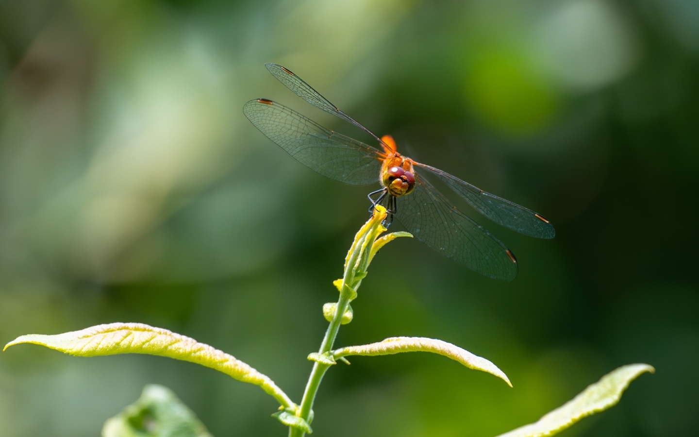 Стрекоза с прозрачными крыльями сидит на зеленом растении