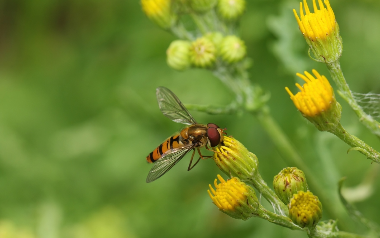 Муха сидит на желтом цветке