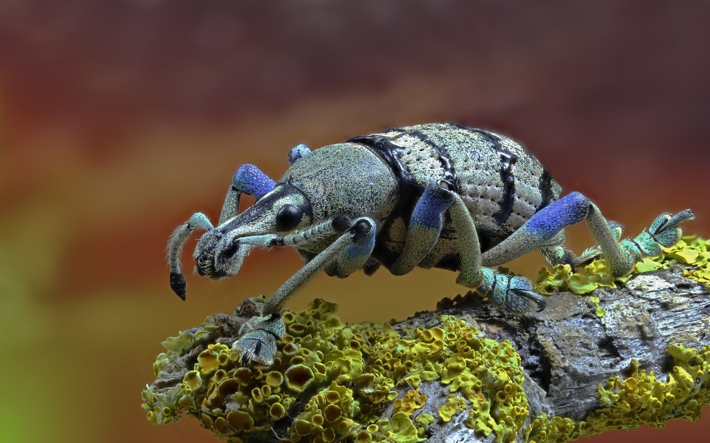 Большой жук долгоносик сидит на старой коряге 